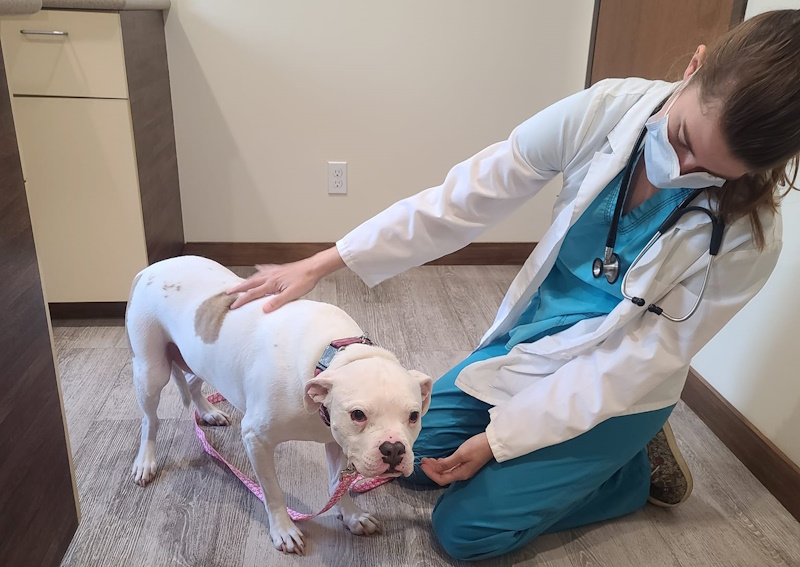 Carousel Slide 3: Wellness exams for your pet