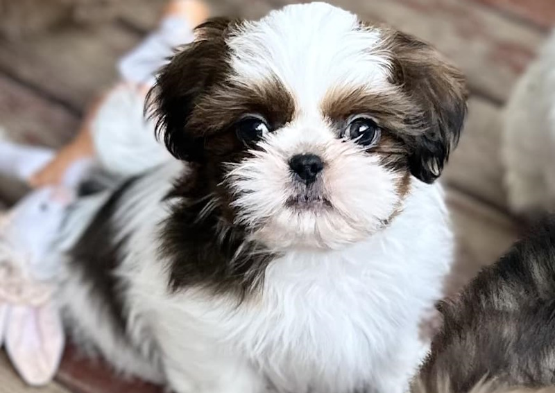 Carousel Slide 4: We offer pet microchipping!